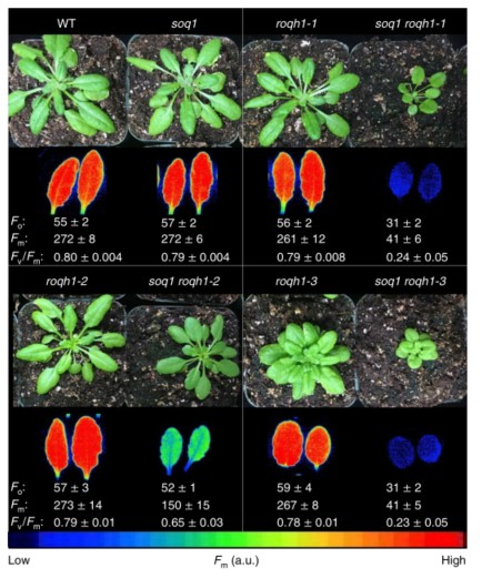 自我适应与调节2.jpg